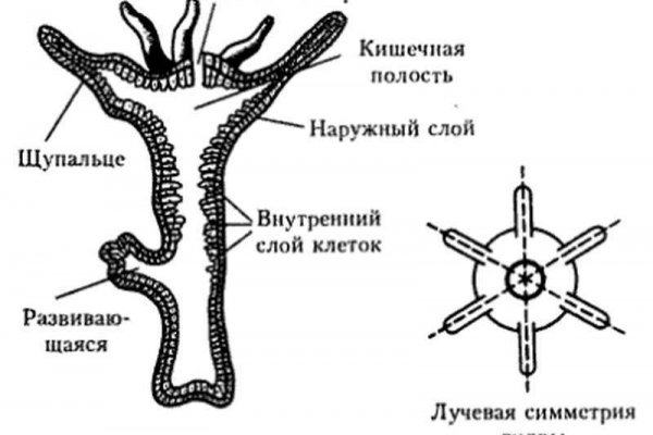 Kraken darknet kraken darknet 2n com